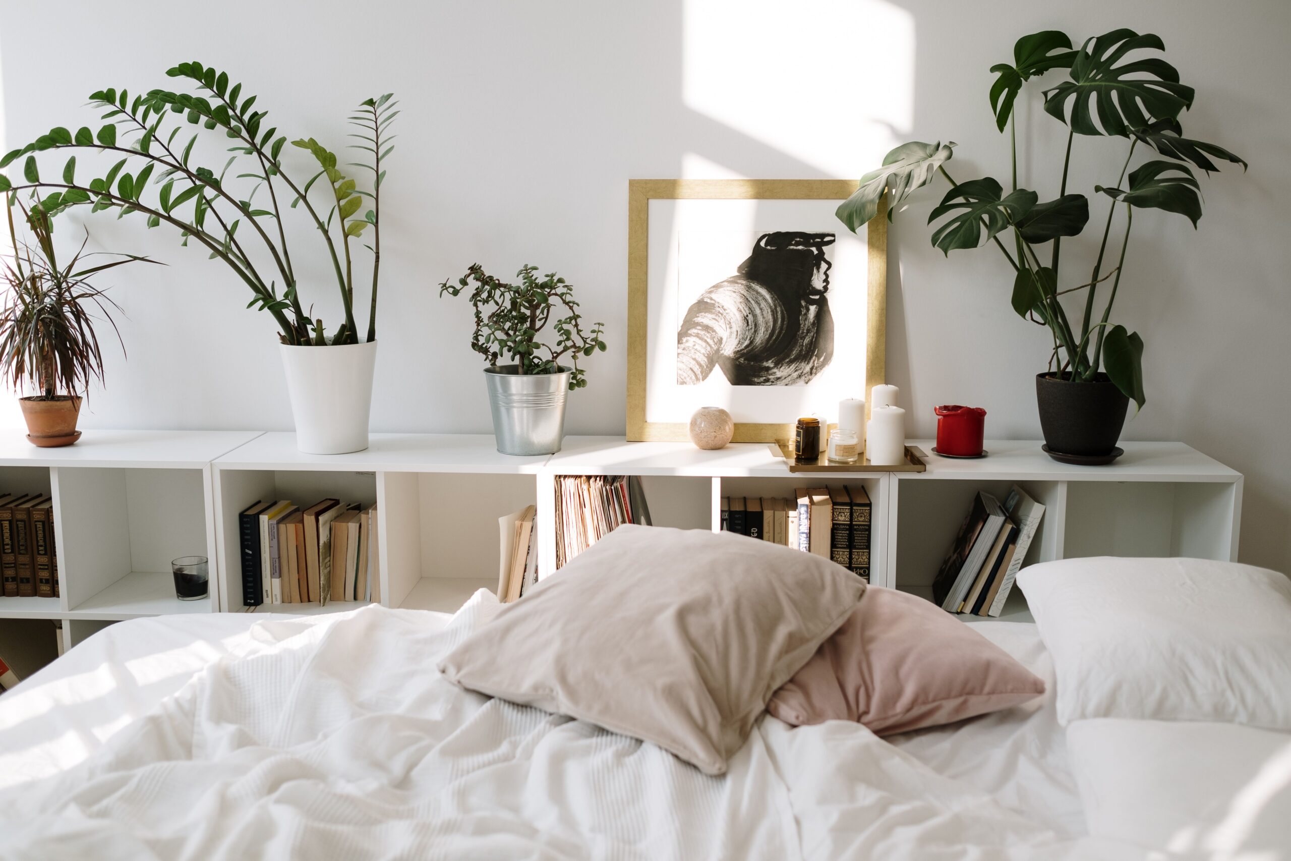 plants in room