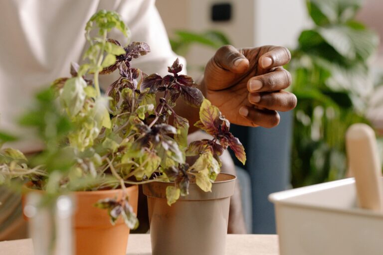 5 Gentle Herbs To Help You Sleep