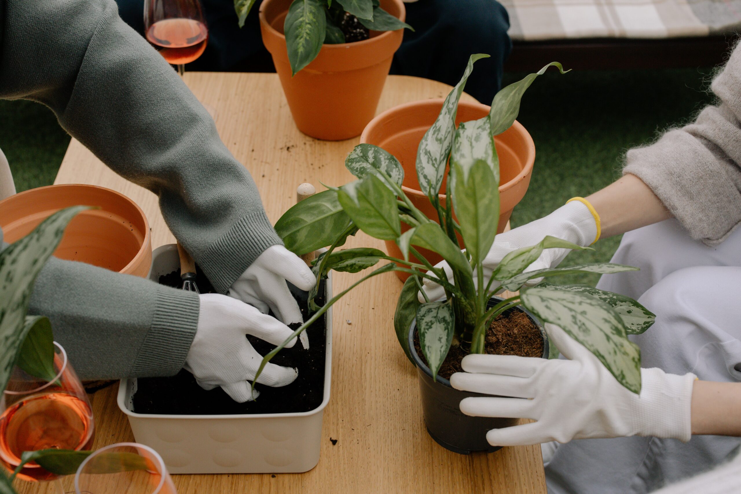 plants